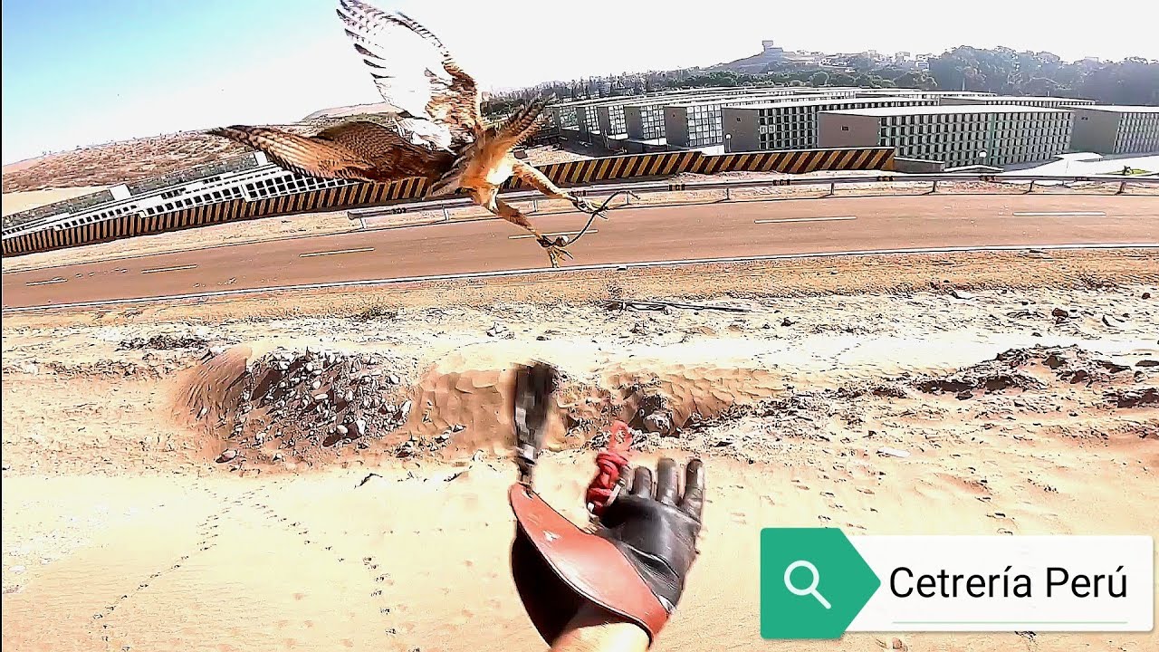 Cetrería Perú - Cazando con Gavilan Acánelado / Hunting with Peruvian Harris Hawks (Go Pro 2021)