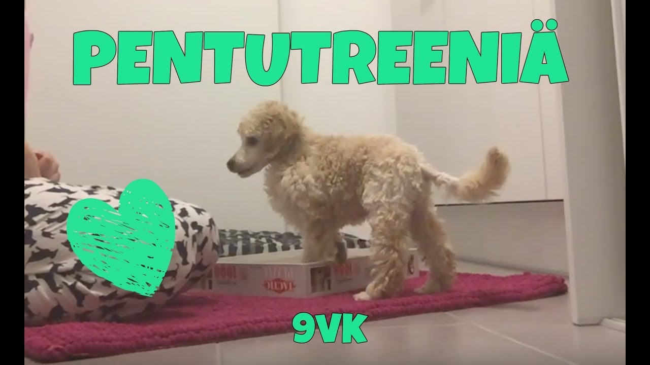 Pentutreeniä - Ruu 9vk