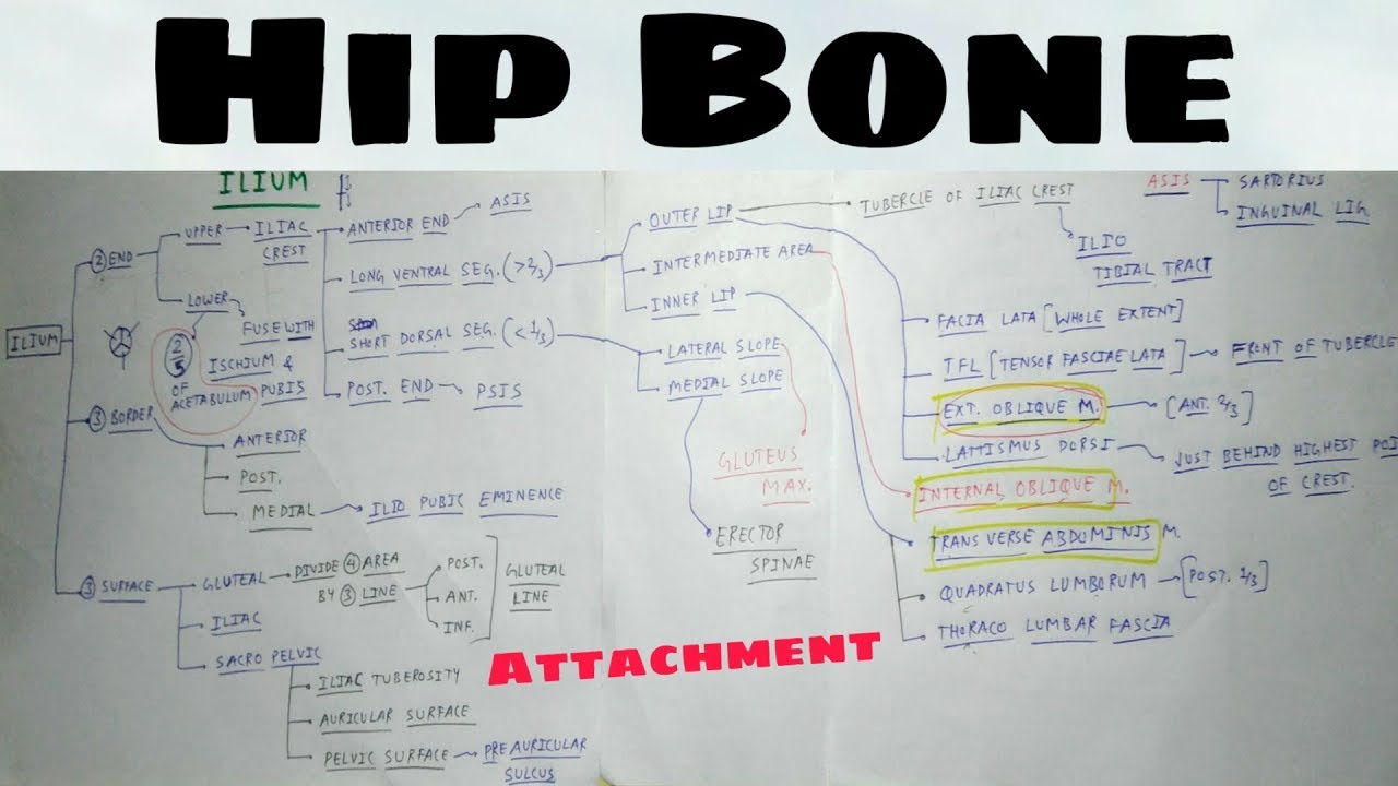 Hip Bone - 4, ilium Attachment - iliac Crest | TCML | ENMEDER