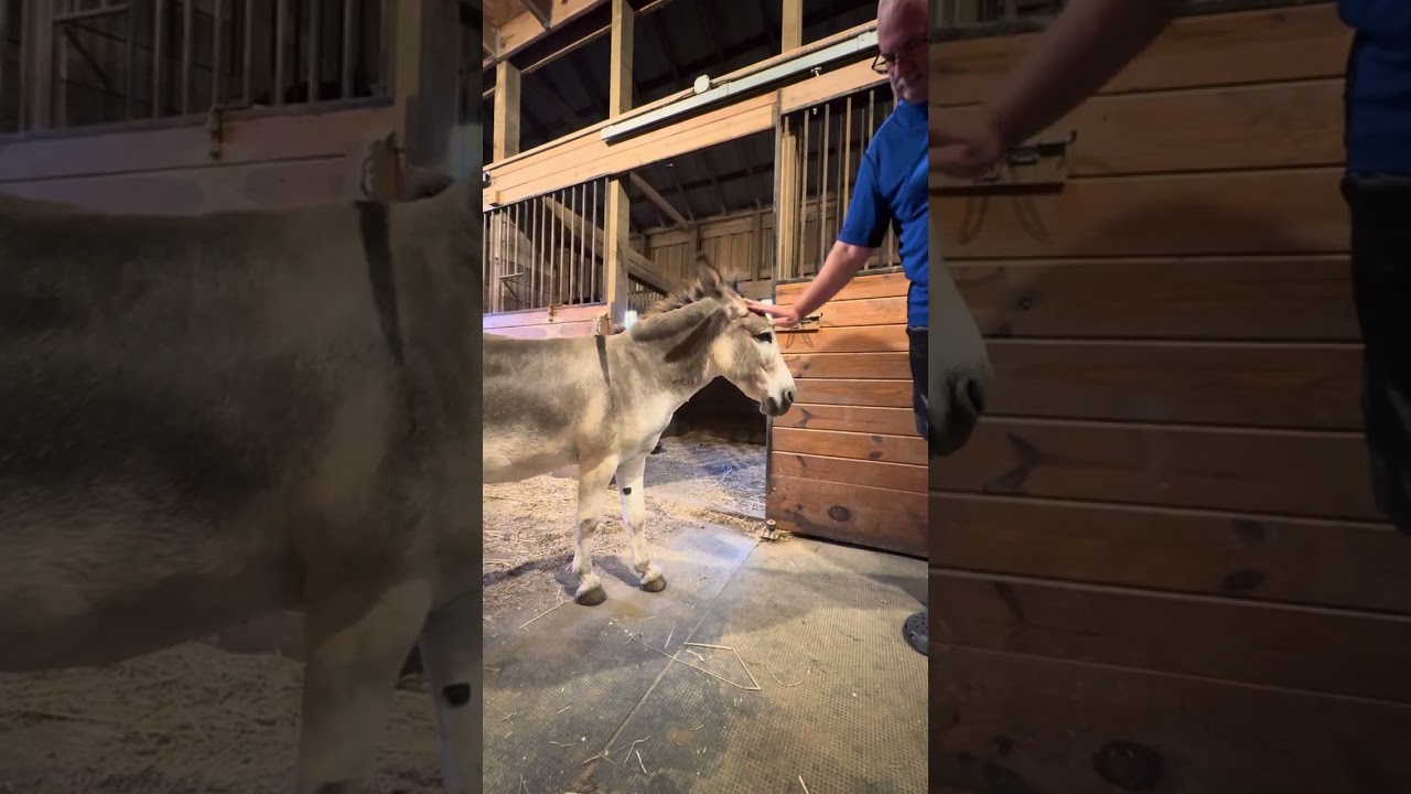 Провожу время с Баки. Он любит моего мужа.