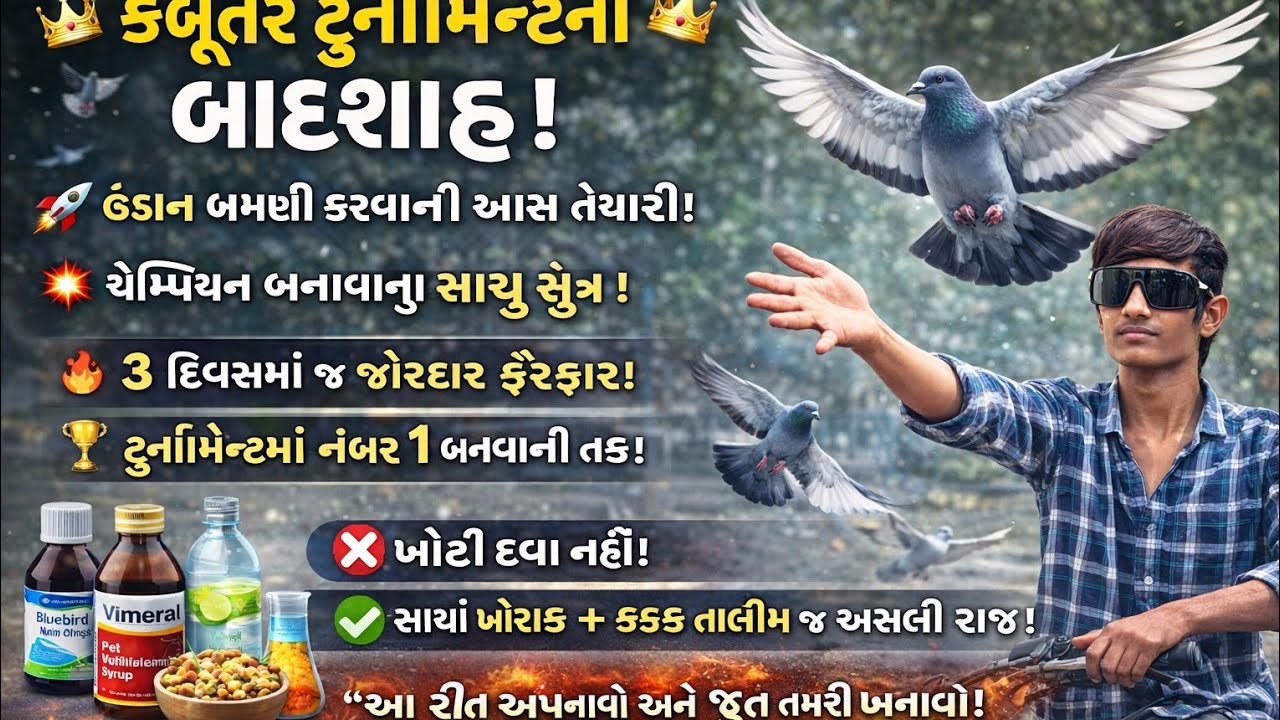 આજે કબુતર ને ઉડવામા ઘણો ફરક પરયો 3day continue training touranament tayari#gujrativlog #tournament 