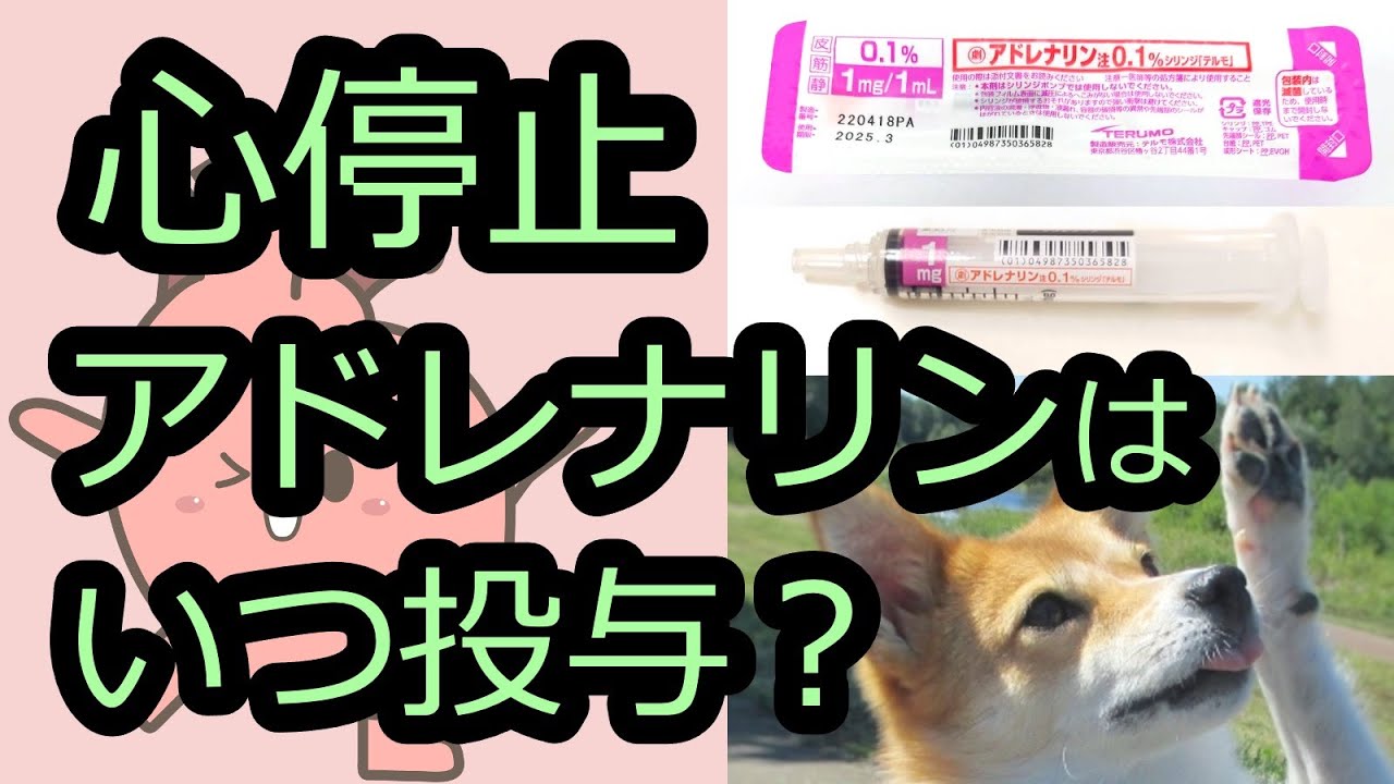 心停止時のアドレナリンの使い方とその作用