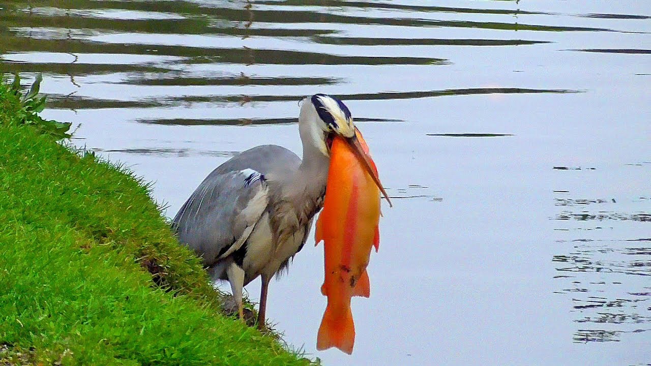 Graureiher - J&auml;ger-R&auml;uber-Uners&auml;ttlicher Fischdieb-Plage der Fischzucht - Erfurt 2018 - Kurzfassung