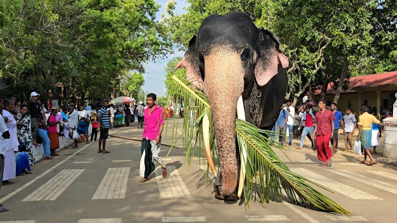 අවසන් රන්දෝලිය හැඩකරන්න මහියංගනයට පැමිණි සිංහ රාජා  මගුලැතු|Sinha raja at final randoli 