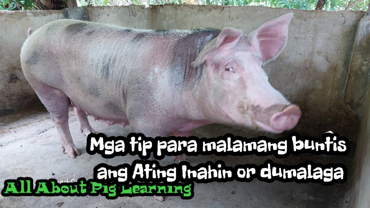 28 days simula ng maAI si Lucky.. Tips para malamn kung Buntis or hind ang Baboy. @baboy