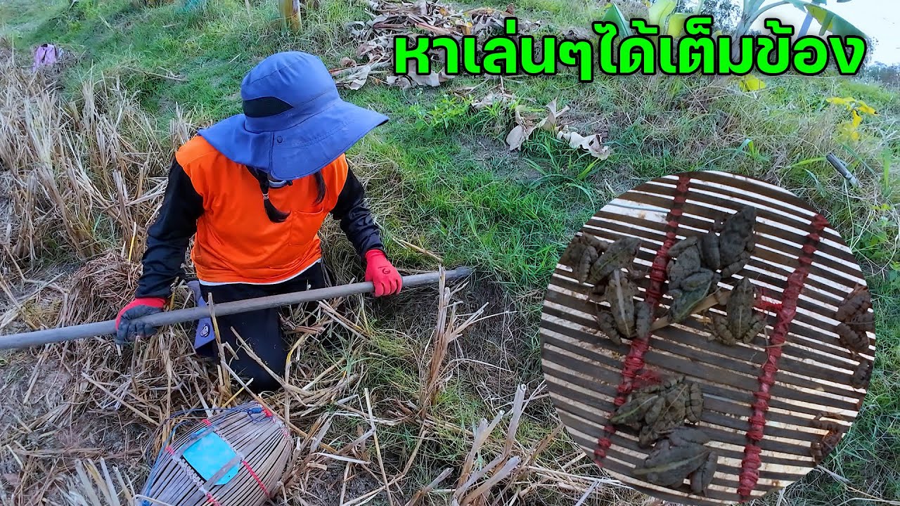 หาเล่นๆได้เต็มข้อง นั่งกลางทุ่งนา หาเขียดหากิน