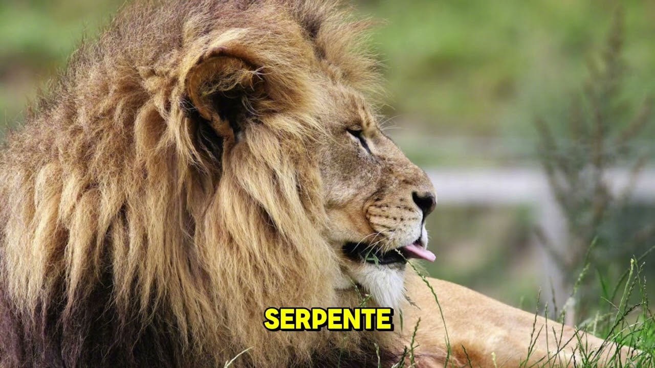 Oração de livramento poderosa 