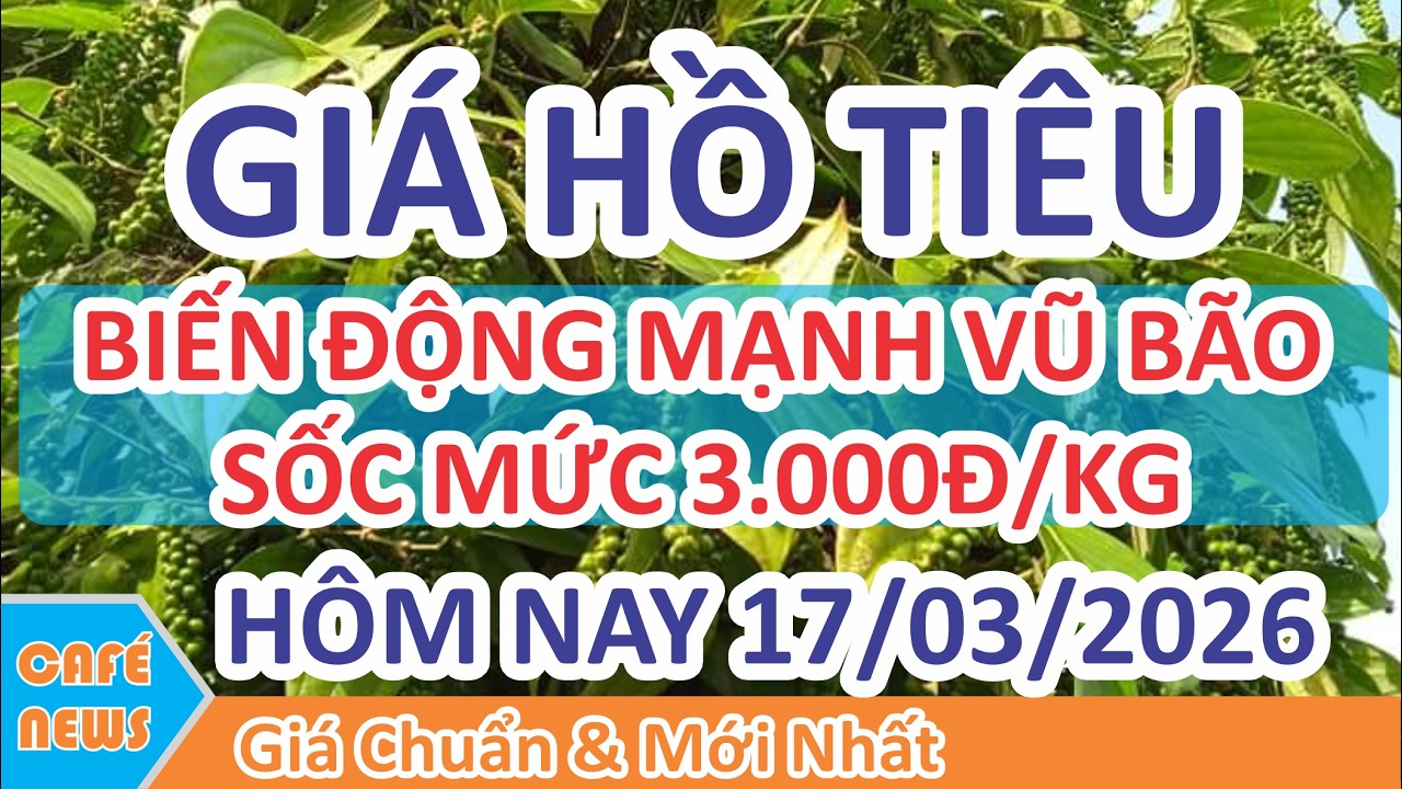 Giá hồ tiêu hôm nay ngày 17/03/2026 | Giá Tiêu Biến Động Mạnh Vũ Bão Với Mức Cao 3.000đ/kg
