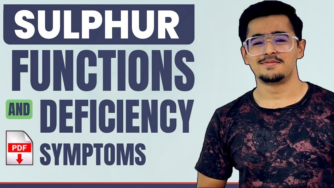 SULPHUR FUNCTIONS AND DEFICIENCY SYMPTOMS IN PLANTS #icarjrf #soilscience #agronomy #agriculture