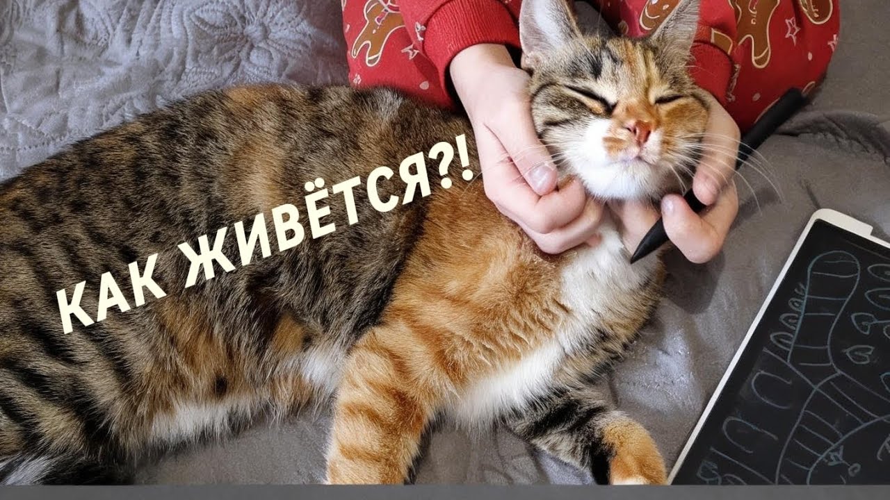 ЧЕМ занята наша кошка ЧИПА🐱 целый день? 🐾