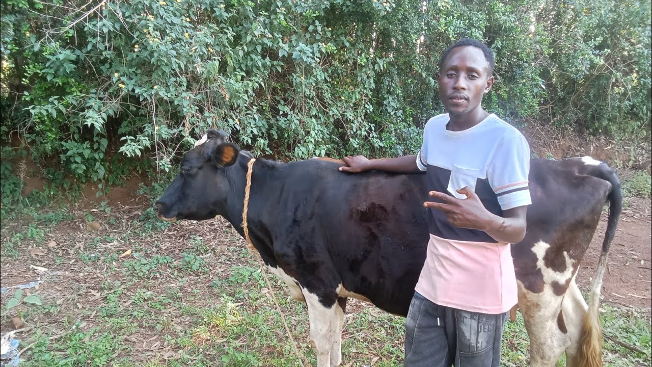 FULL VILLAGE LIFE VIBE IN AFRICA KENYA NYABOHANSE VILLAGE 