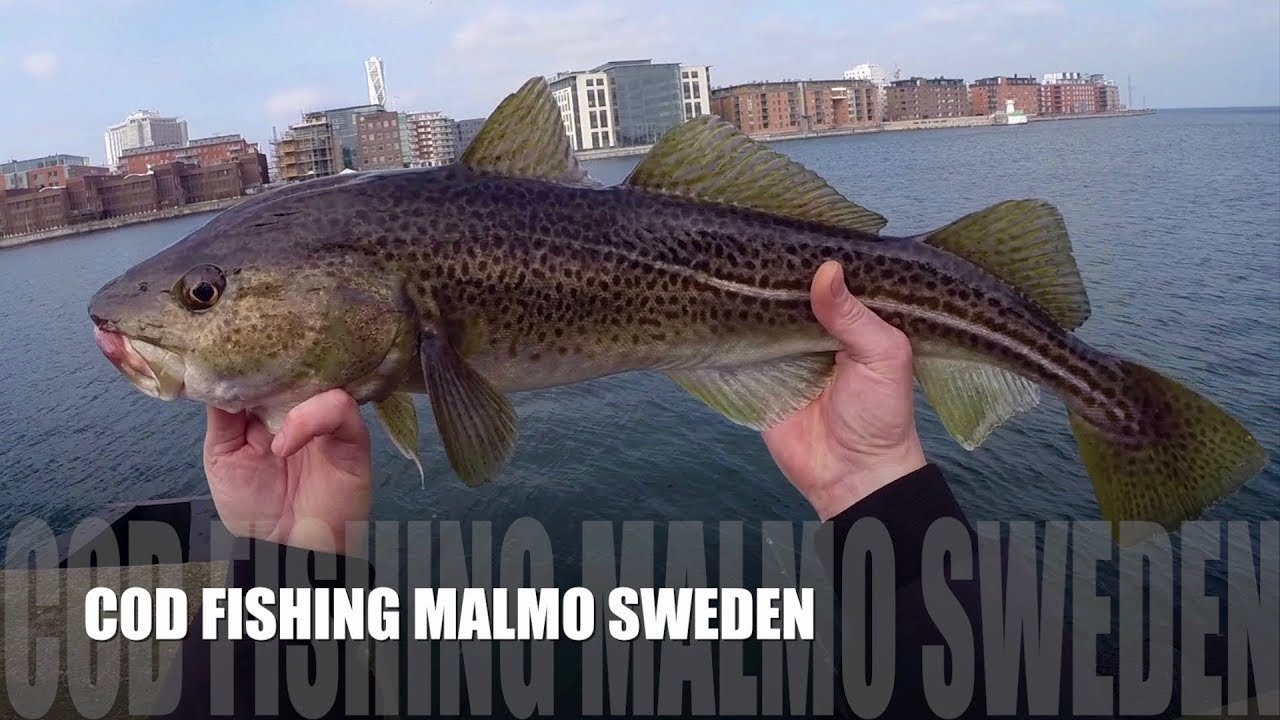 Cod fishing Malmo Sweden - Torskfiske &Ouml;resund