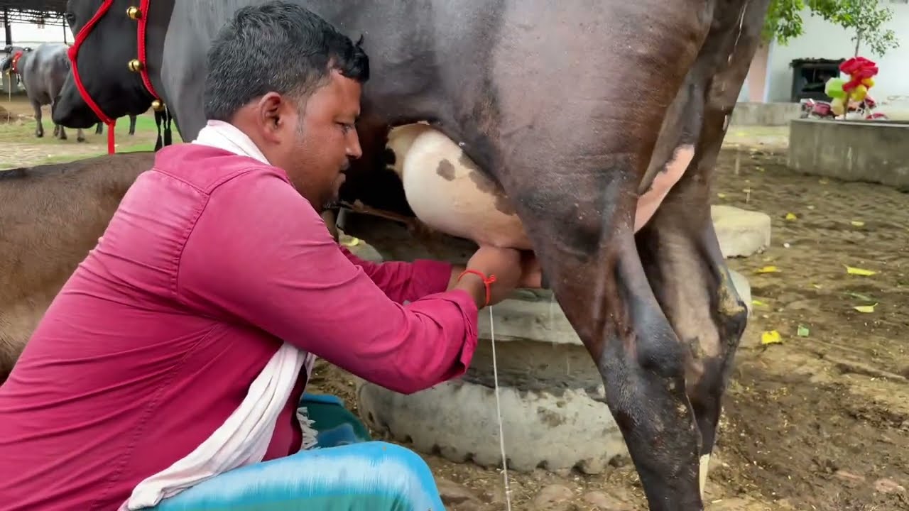 भैंस मंडी बिहार मानसी सबसे सस्ता मंडी।Bihar Pashu mandi manshi