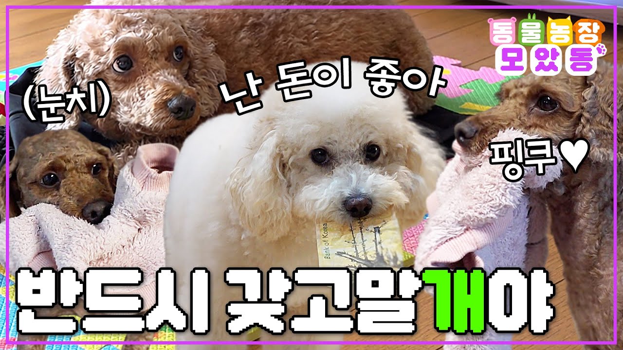 [#모았동물농장] 주인보다 더 좋아할 정도로 집착하는 가나디들의 IT템 #TV동물농장 #AnimalFarm #SBSstory
