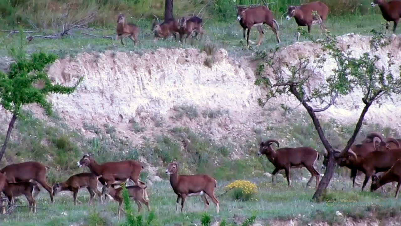 Vida y costumbres del muflón (Ovis orientalis musimon)