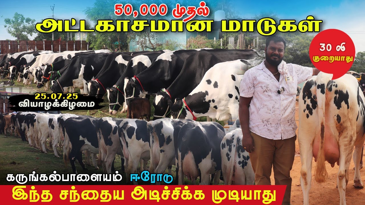 🔥ரூ50,000 முதல் அட்டகாசமான மாடுகள்|கருங்கல்பாளையம் சந்தைய அடிச்சிக்கவே முடியாது..!!#ஈரோடுகெளதம்