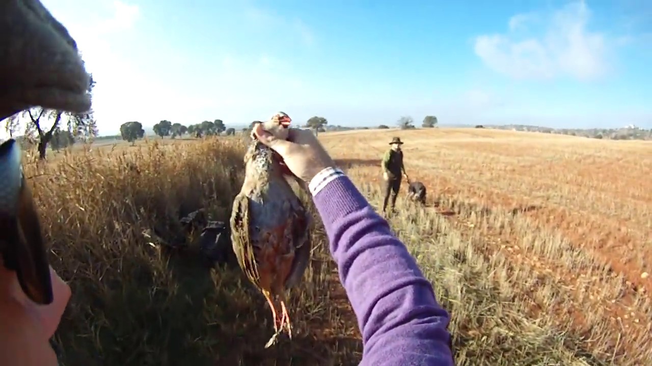 Driven Partridge Shooting in Spain part 8 🐦🐦🐦