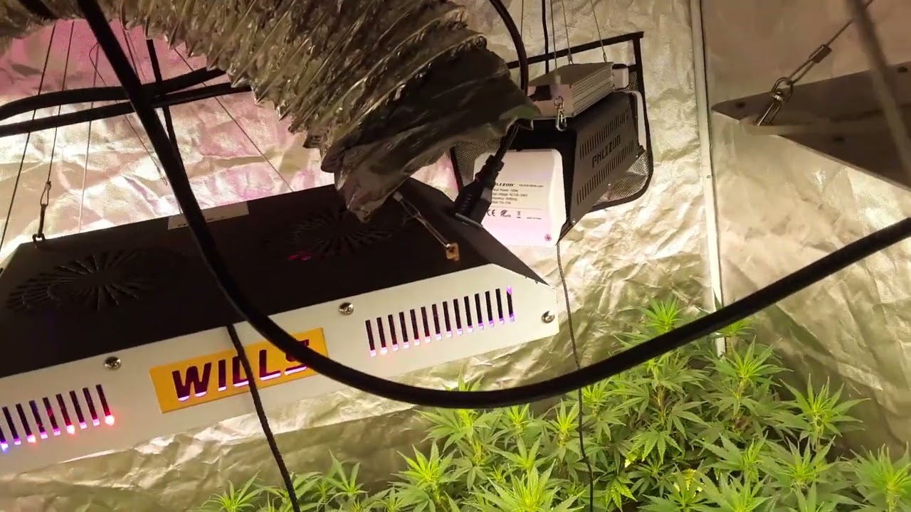 WTF cannabis seeds ! flo day 5, killer cactus & Amnesia Haze F2 ! 4lbs target 5X5 lets go !!