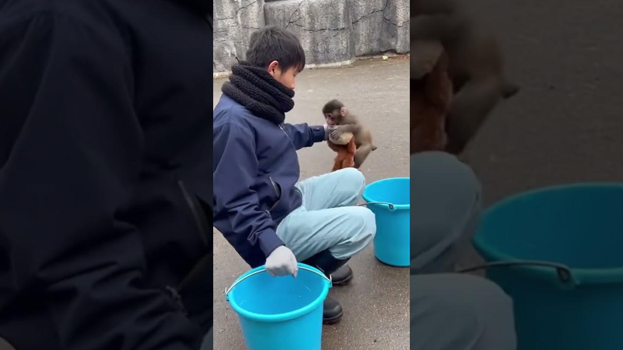 Punch Jumps on His Favorite Zookeeper at Feeding Time