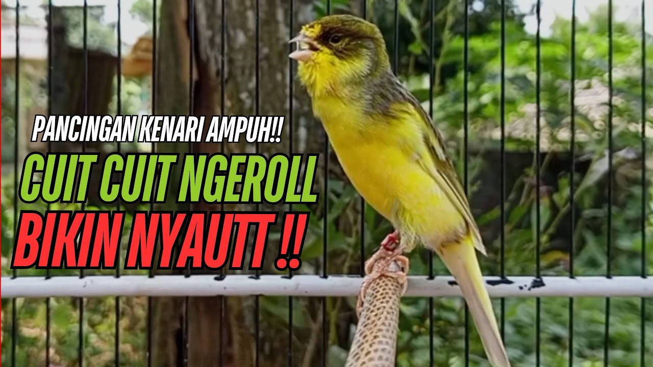SUARA Kenari GACOR PANJANG Pancingan & masteran Kenari Paud AGAR gacor AMPUH Kenari MACET bunyii