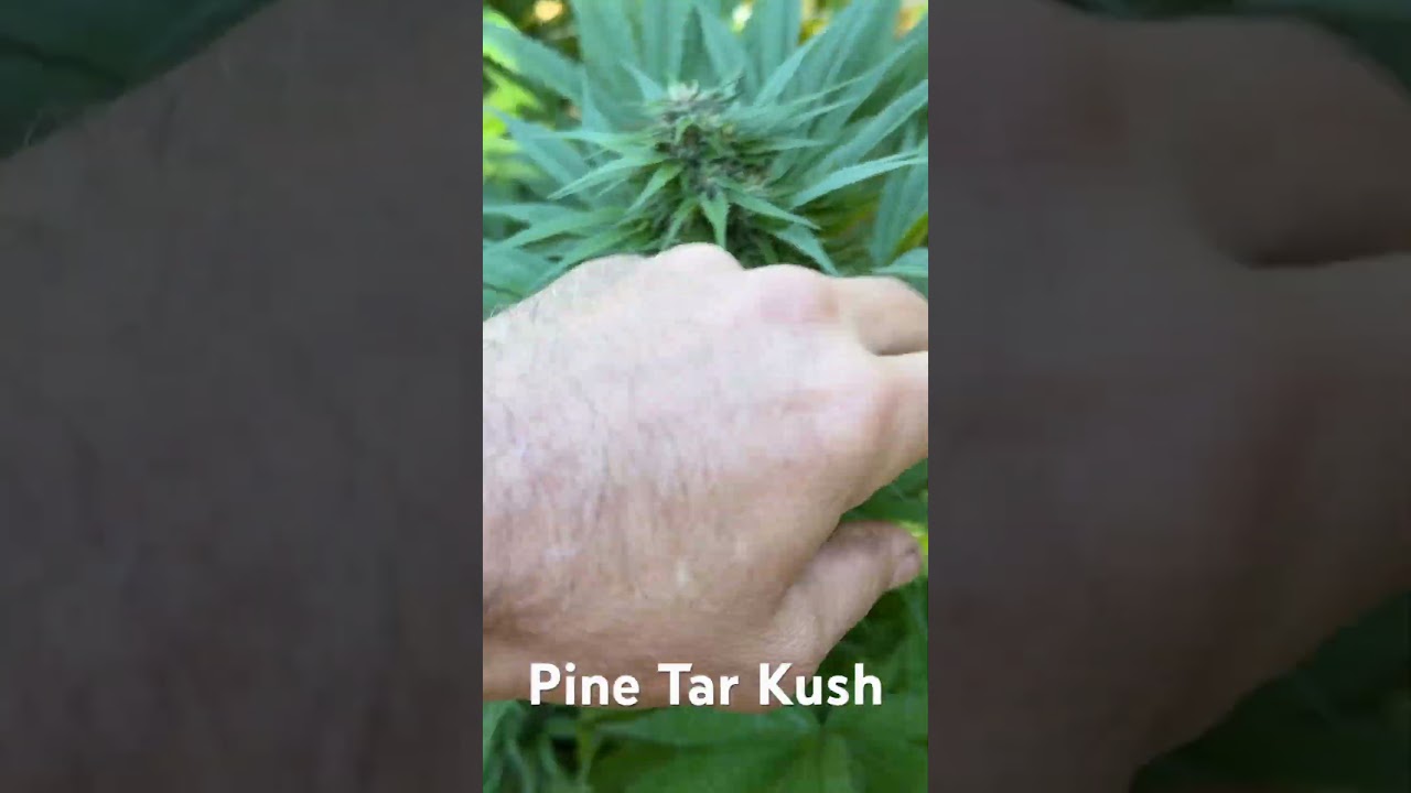 Review of the strain &ldquo;Pine Tar Kush&rdquo; from Pirates of the Emerald Triangle