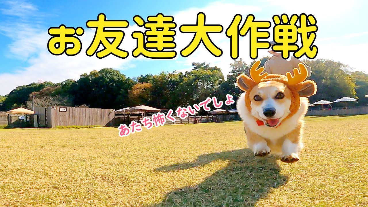 足が短いので大型犬の視界に入らずひかれかけるコーギー【ランバードッグフィールド】