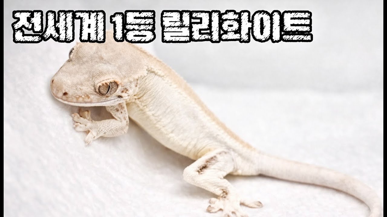 월드 클래스 크레스티드 게코 릴리화이트전문샵!