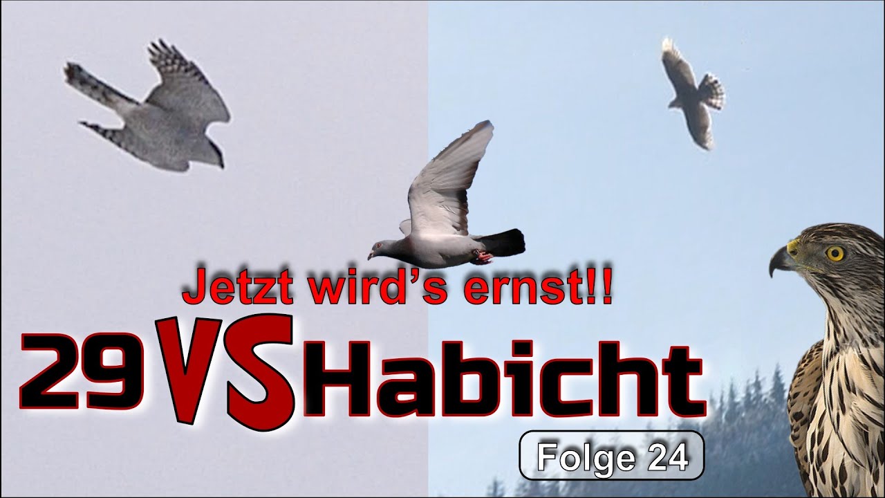 Habichts beeindruckende Jagdtechnik: Habicht attackiert Tauben
