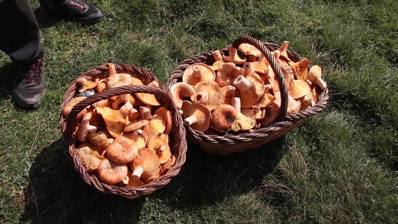 Campelles regula l'accés de boletaires