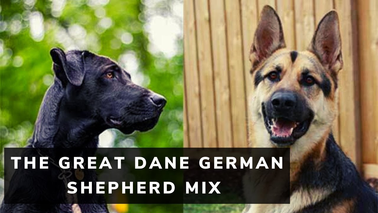 The Great Dane German Shepherd Mix (Ultimate Guide)