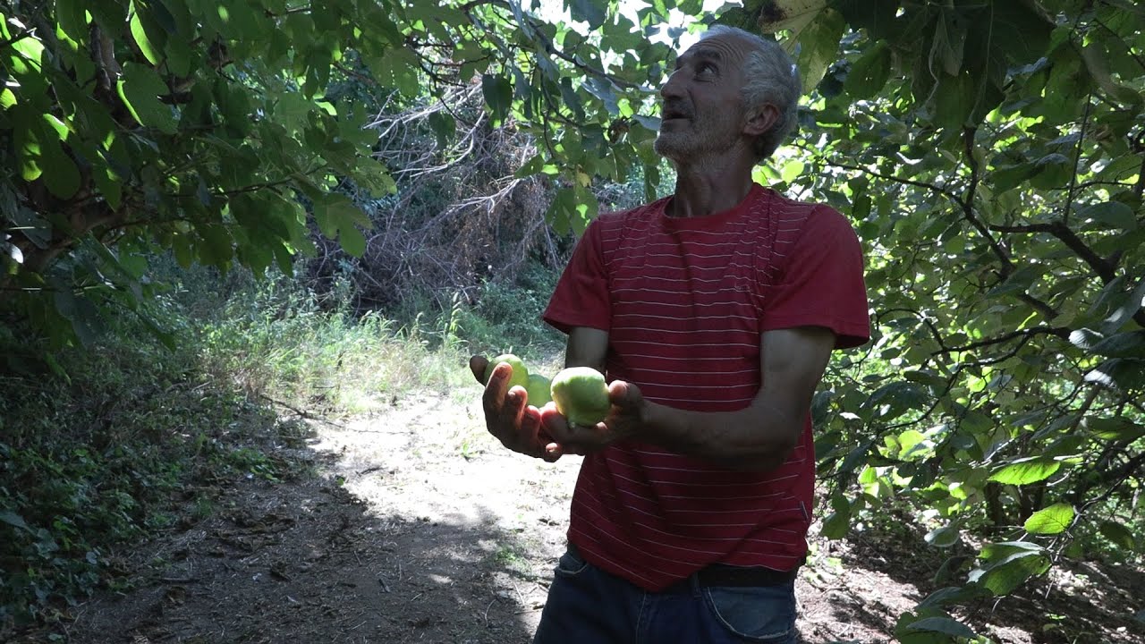 Տավուշում բերքահավաք է