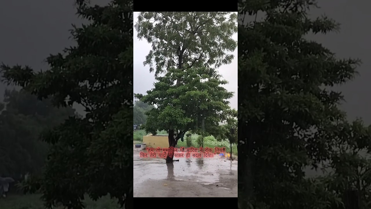 #viralshorts #kuvala  #bhabhar #banaskantha #vavtharad #rain #mseducation