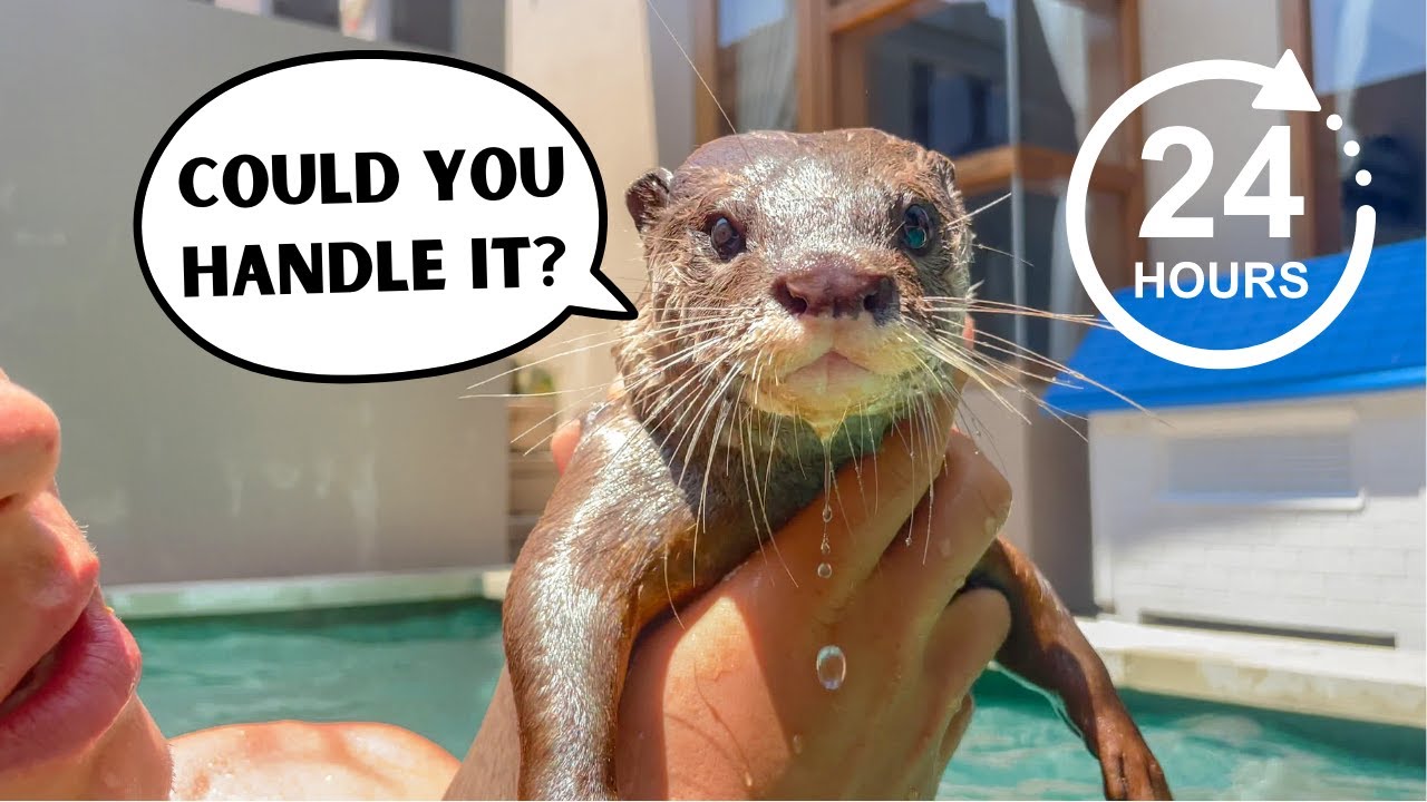 24 Hour Routine With Otters (In 24 Minutes)