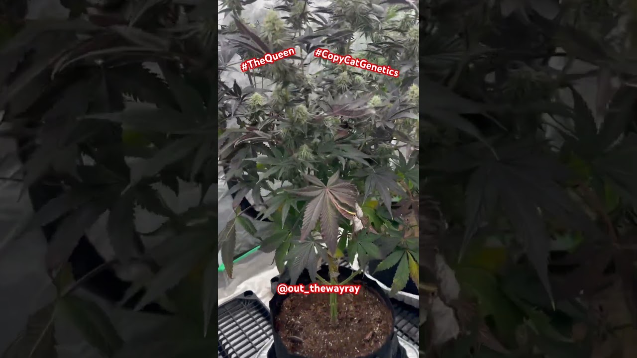 The Queen-Copy MF Cat Genetics