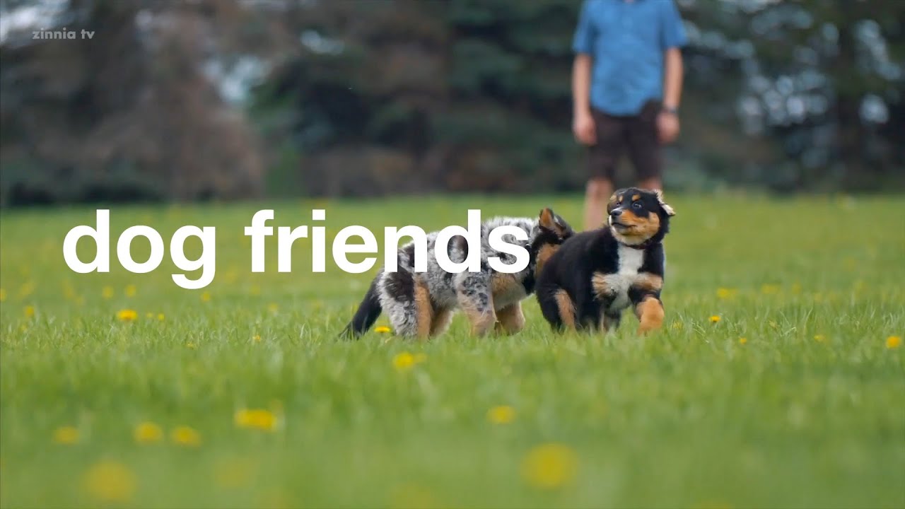 Dog Friends - Zinnia TV