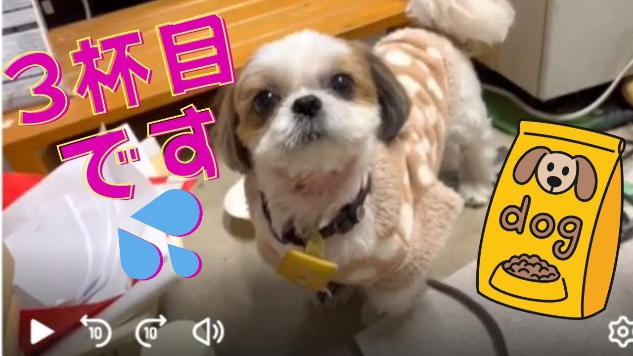 【シーズー】【ふくちゃん】「食欲旺盛なふくちゃん笑」