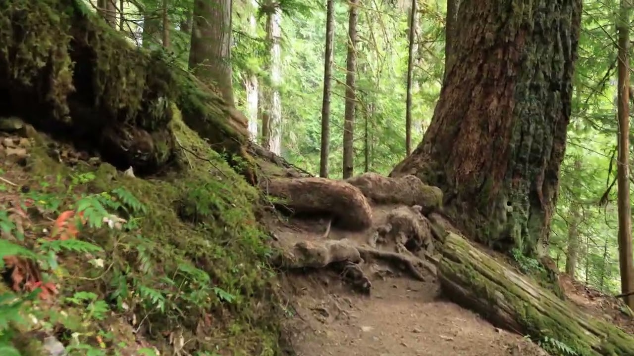 Hiking Falls Creek Falls Trail - Part 4 - June 4 2025