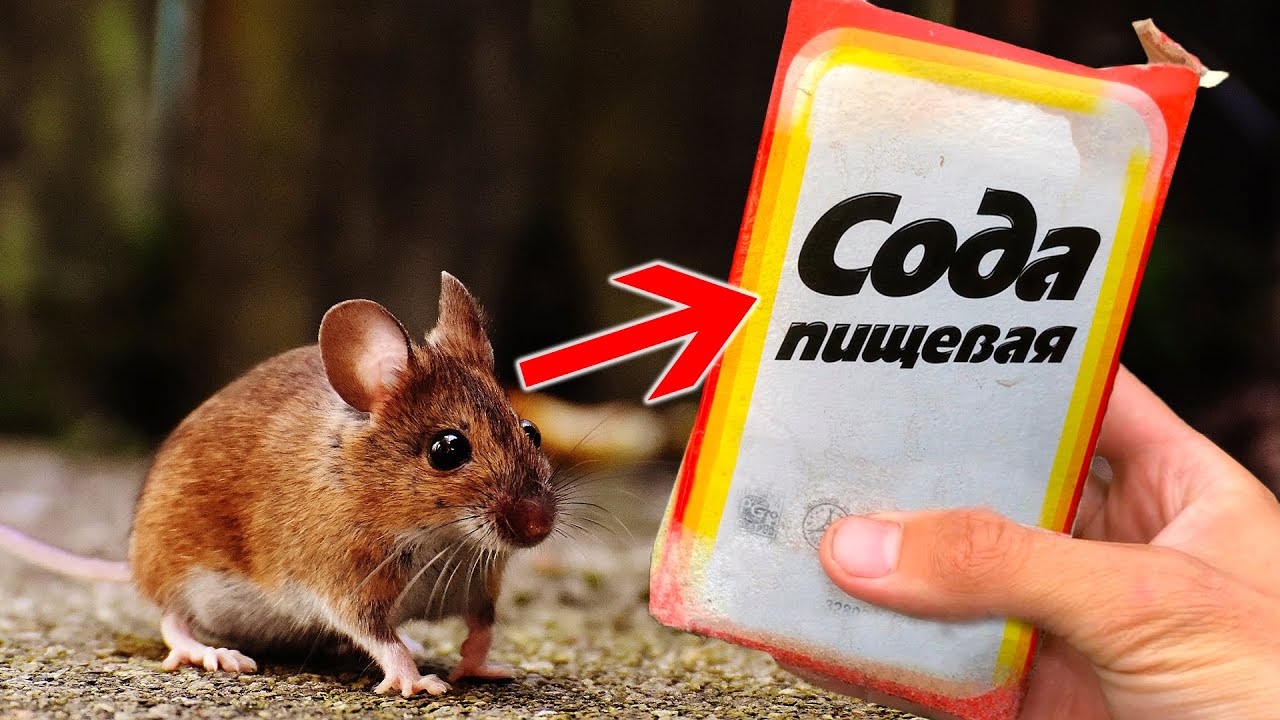Как Избавиться от Мышей За 5 Минут