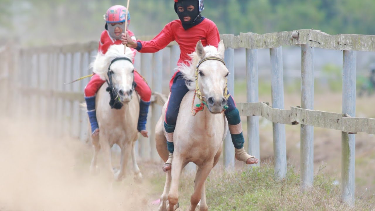 Menuju Turnamen Akhir Tahun || Latihan Mingguan Kuda Pacu Dompu #horse #kuda #racing #jokicilik