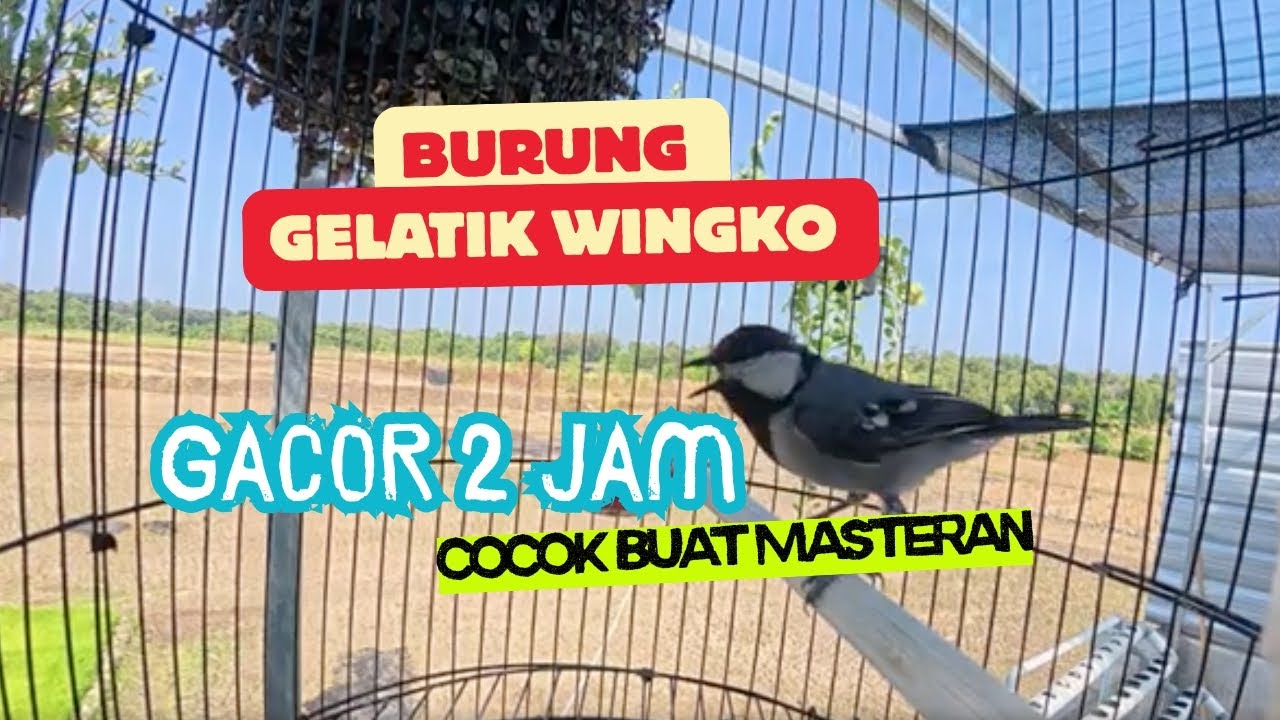 2 Jam Kicauan Burung Gelatik Wingko buat Masteran.