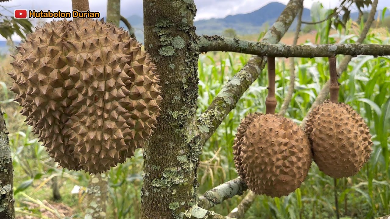 Durian Bintan (Bintana) ||Kebun Durian ||Durian Premium ||Hutabolon Durian