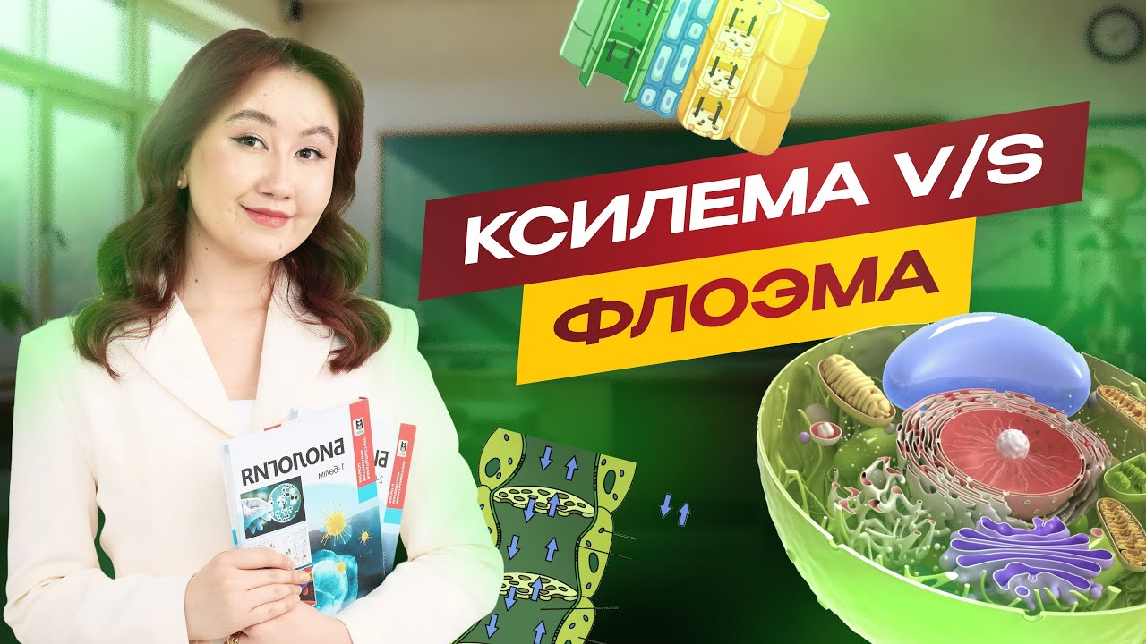 Көптеген оқушы шатасатын тақырып: КСИЛЕМА V/S ФЛОЭМА | ҰБТ биология 2026