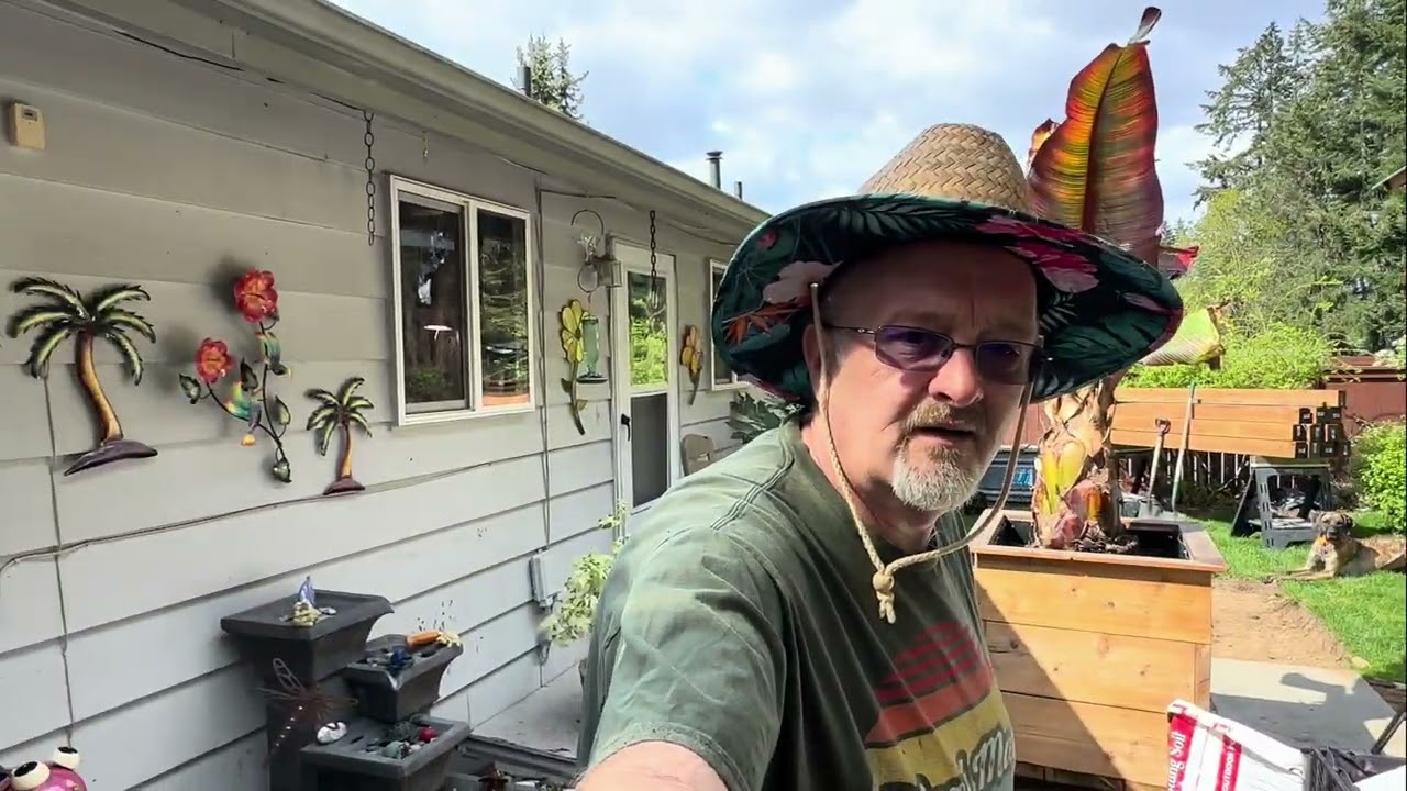 Final Step : Ensete ventricosum - Red Abyssinian Banana : Spring Pot up!
