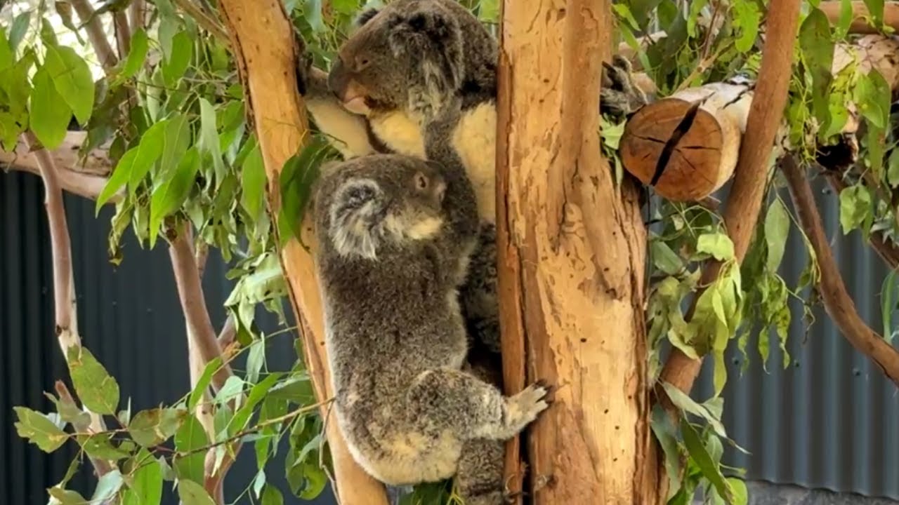 Only A Mother’s Love (Koala Edition) | Australian Native Animals