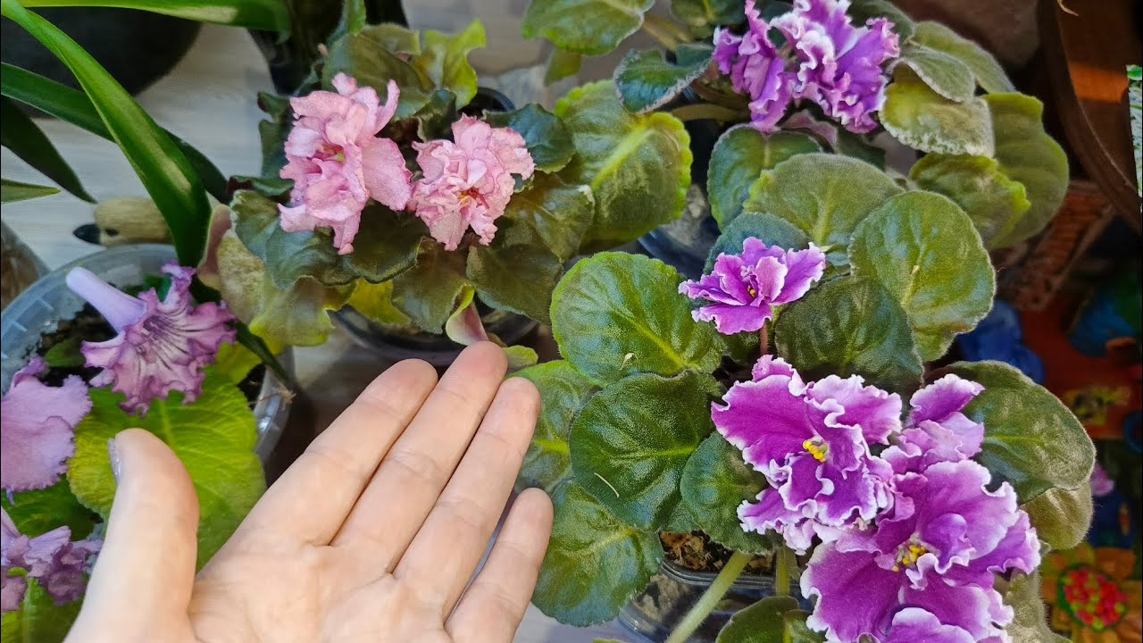 Не сажайте эти комнатные цветы