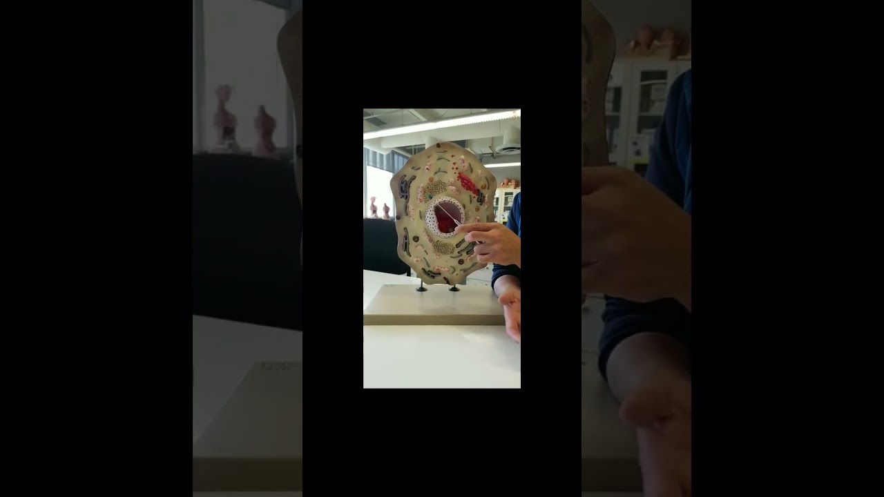 Cell structure and Plasma membrane (short)