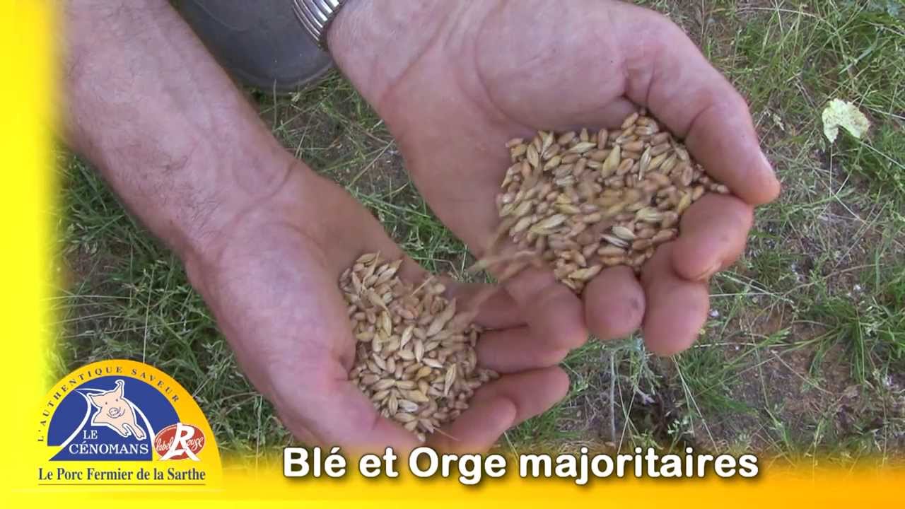 L'alimentation du Porc Fermier C&eacute;nomans