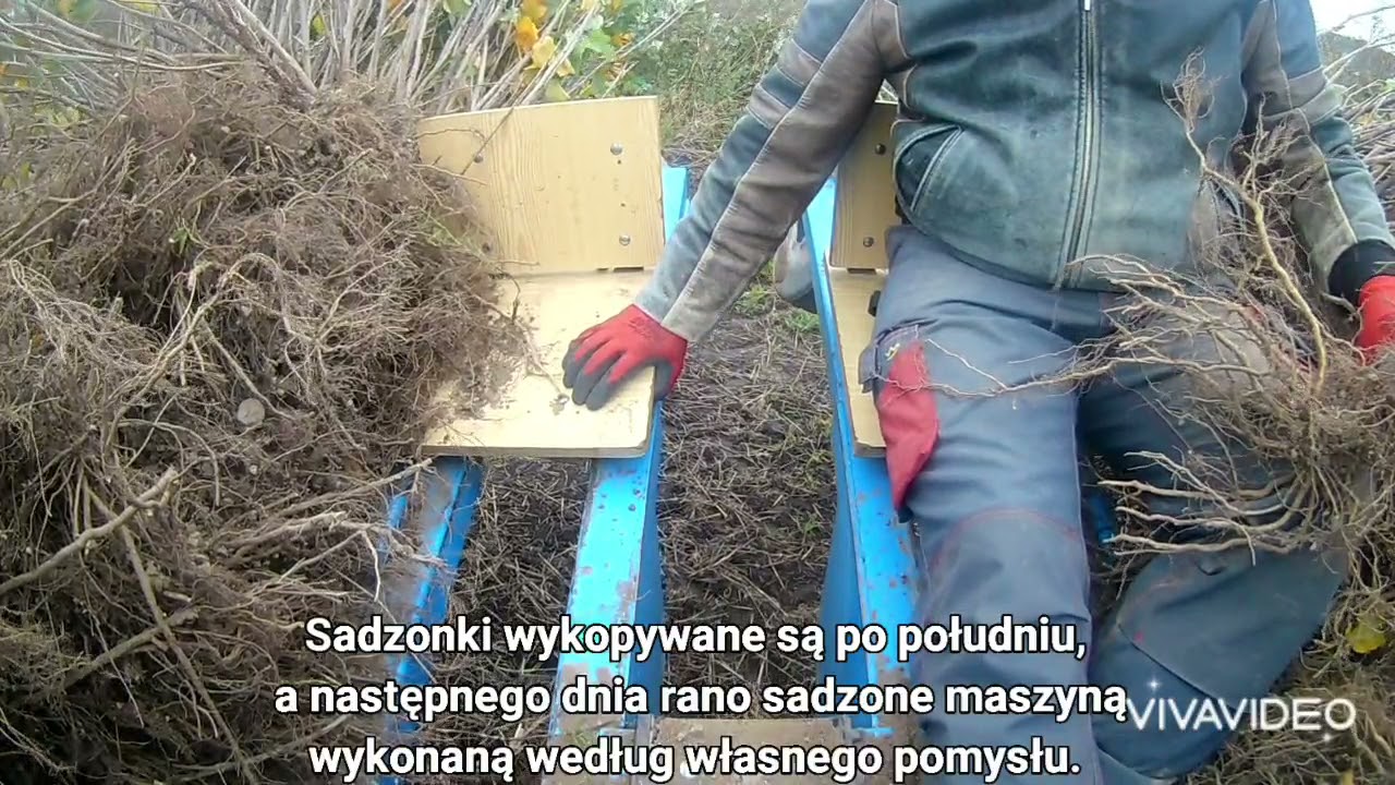Sadzenie czerwonej porzeczki Jonkheer van Tets sadzarką własnej konstrukcji.