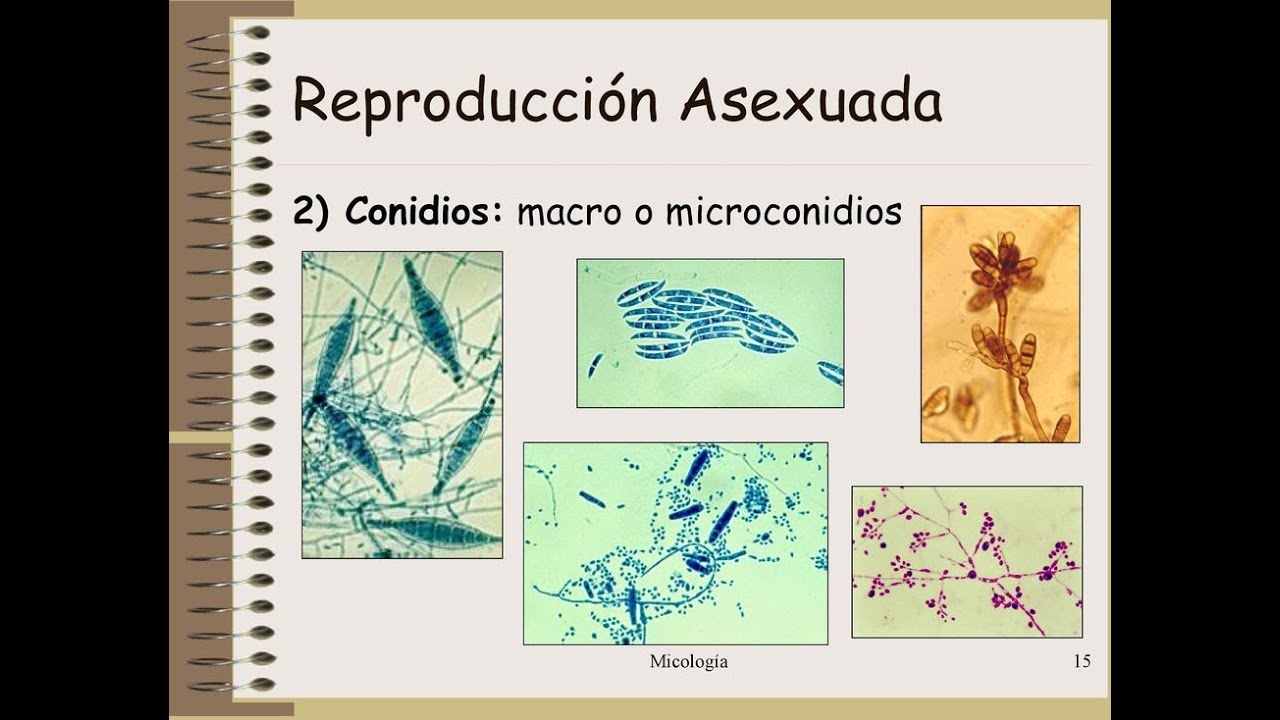 MICOLOGÍA: REPRODUCCIÓN