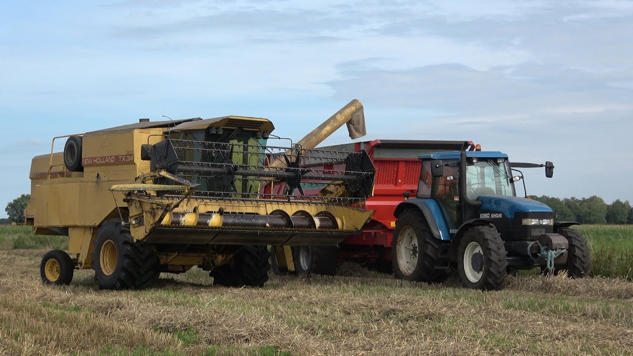 Tarwe oogsten met New Holland TX34 - Akkerbouwer Nijboer (2023)